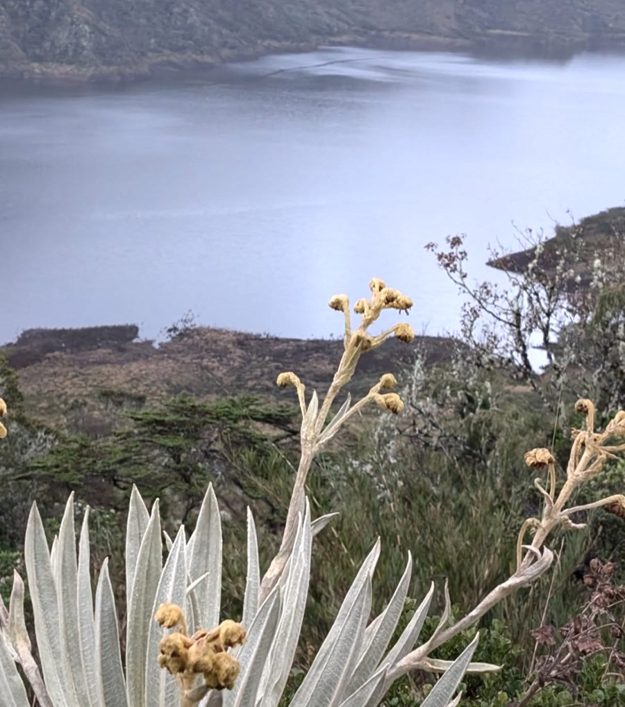 Combien de temps prévoir pour visiter la Colombie et découvrir les paysages de páramo