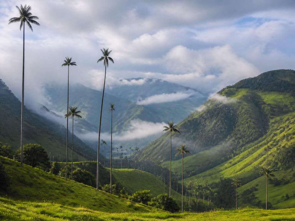 Vallée de Cocora en Colombie, palmiers de cire et montagnes